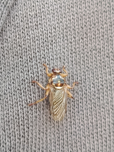 Hippobosca longipennis
