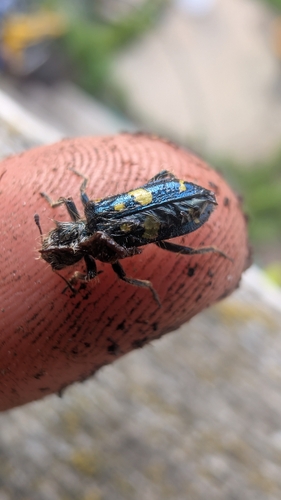 Ornate Checkered Beetle