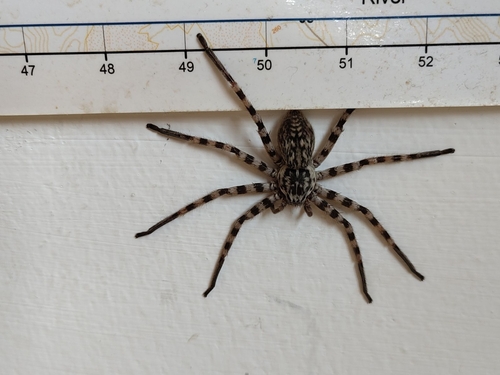 Walckenaer's Huntsman Spider