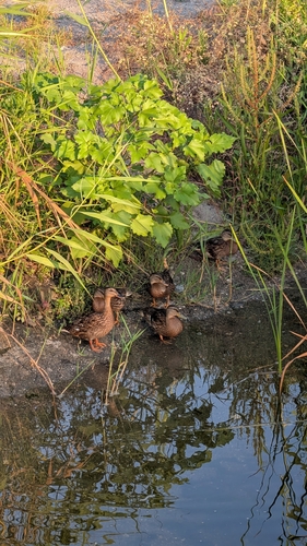 Mallard