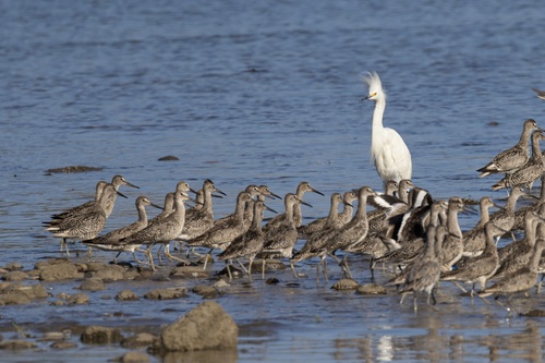 iNaturalist observation photo of Willet