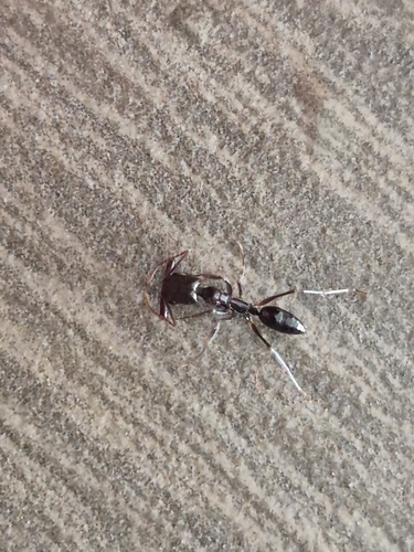 Common Oriental Trap-jaw Ant