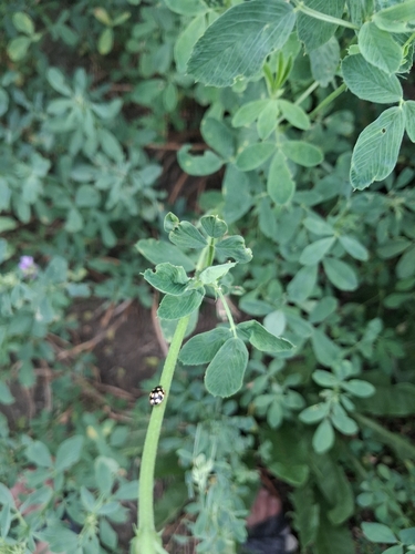 Fourteen-spotted Lady Beetle