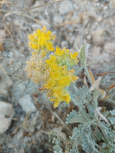 Anthyllis tejedensis