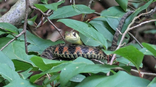 Tiger Keelback