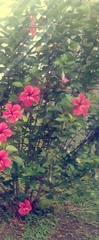Hibiscus rosa-sinensis image