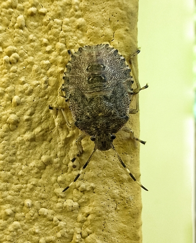 Mottled Stink Bug