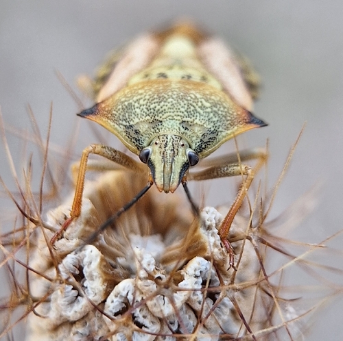 Carpocoris mediterraneus atlanticus