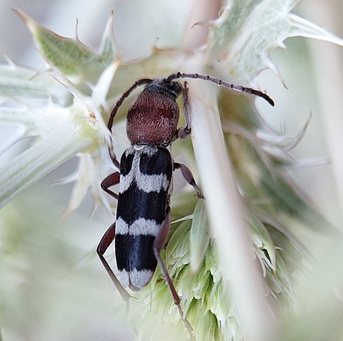 Chlorophorus trifasciatus