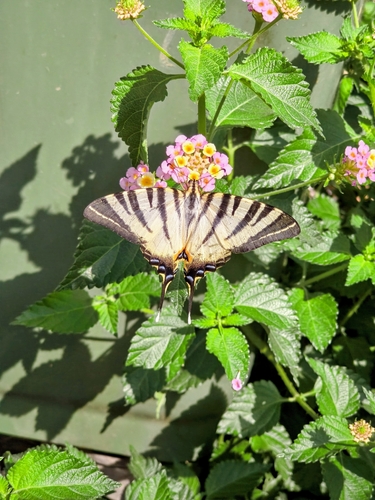 Scarce Swallowtail