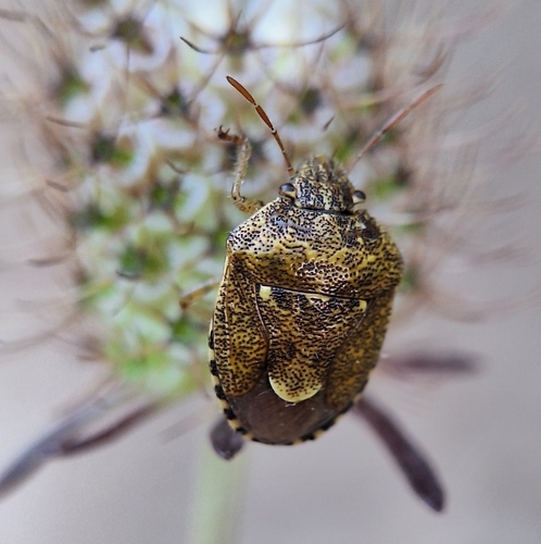 Staria lunata