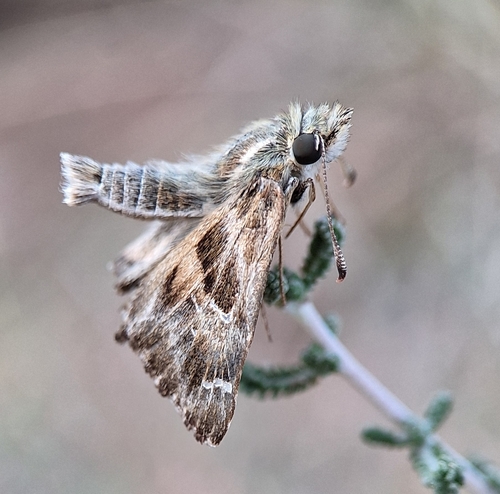 Mallow Skipper