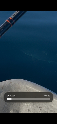 Porbeagle