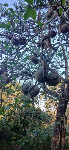 toadtree