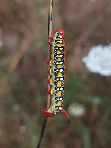 Leafy Spurge Hawkmoth