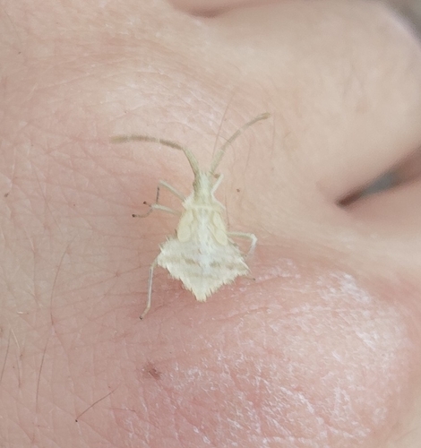 Rhombic Leatherbug