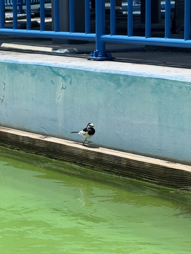 Black-backed Wagtail