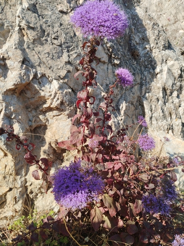 Throatwort