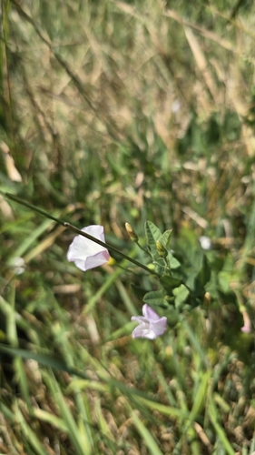 field bindweed