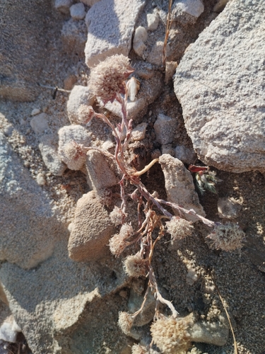 Jasione penicillata