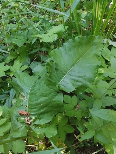 Наблюдение на iNaturalist