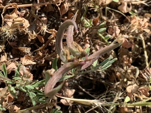 Astragalus tener var. ferrisiae