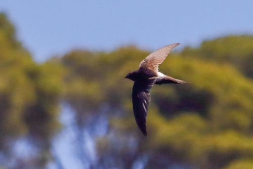 White-rumped Swift