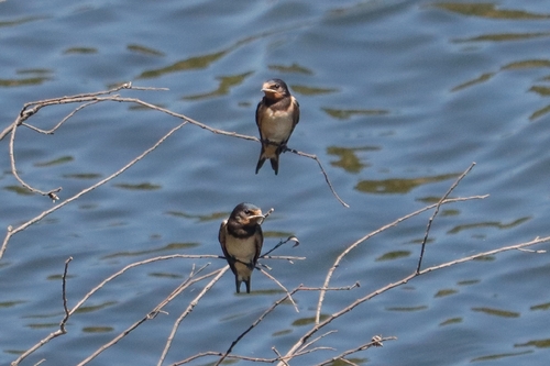 Barn Swallow