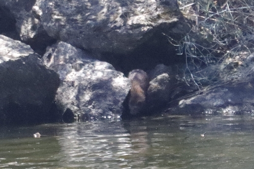 American Mink
