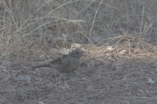 Cirl Bunting