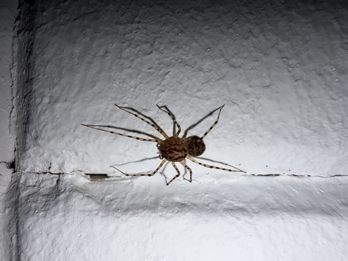 Common Spitting Spider