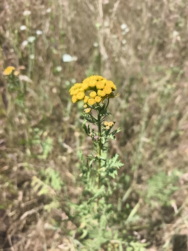 Common Tansy