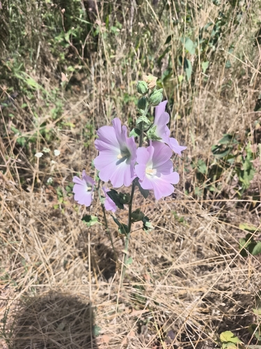 Eastern Tree-mallow