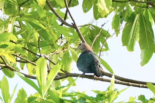 Green Imperial Pigeon