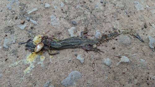 Oriental Long-tailed Grass Lizard