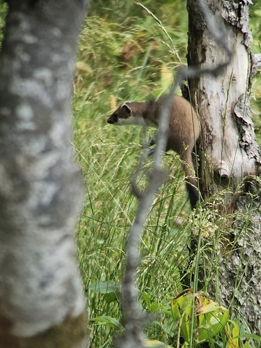 Eurasian Stoat