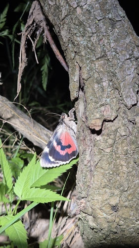 Red Underwing