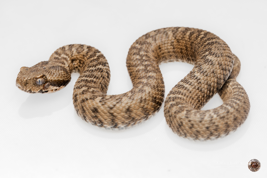 Lebanon Viper (Montivipera bornmuelleri)