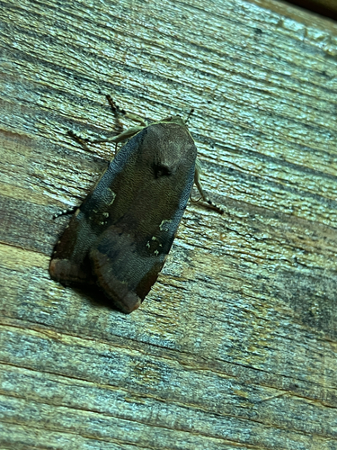 Langmaid's Yellow Underwing