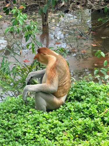 Proboscis Monkey