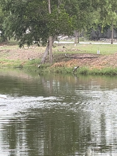 Asian Openbill