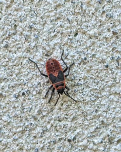 European Firebug