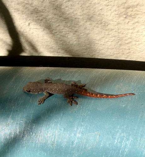 Common Dwarf Gecko