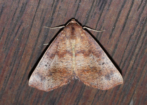 How to identify Mnesampela privata (Guenée, 1857)