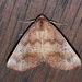 Autumn Gum Moth - Photo (c) john lenagan, all rights reserved, uploaded by john lenagan