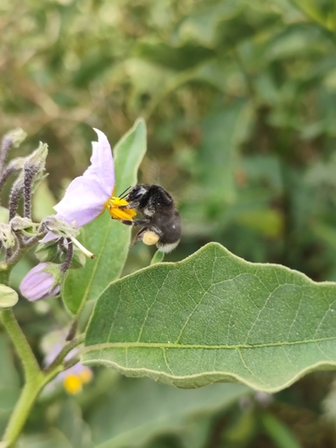 Canary Islands Bumble Bee