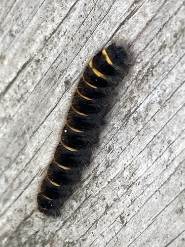 Fox Moth