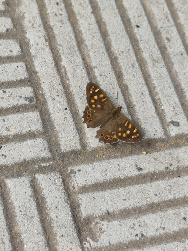 Canary Speckled Wood