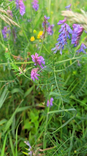 tufted vetch