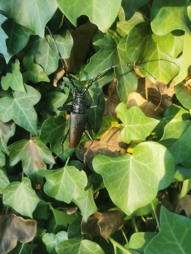 Great capricorn beetle